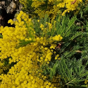 Acacia decurrens at Gundary, NSW - 13 Sep 2024