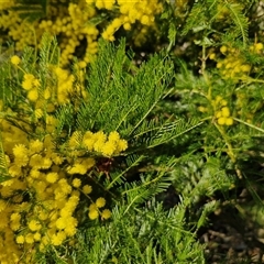 Acacia decurrens at Gundary, NSW - 13 Sep 2024