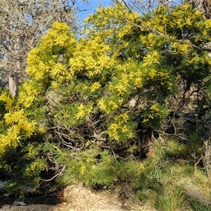 Acacia decurrens at Gundary, NSW - 13 Sep 2024