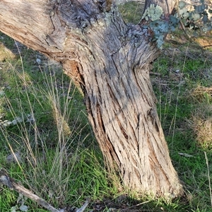 Eucalyptus cinerea subsp. cinerea at Gundary, NSW - 13 Sep 2024