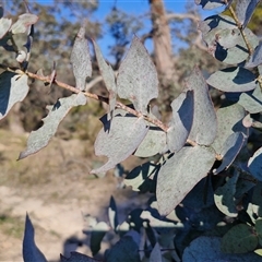 Eucalyptus cinerea subsp. cinerea at Gundary, NSW - 13 Sep 2024