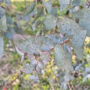 Eucalyptus cinerea subsp. cinerea at Gundary, NSW - 13 Sep 2024