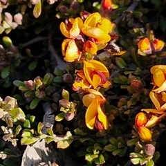 Pultenaea microphylla (Egg and Bacon Pea) at Gundary, NSW - 13 Sep 2024 by trevorpreston