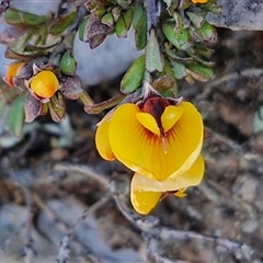 Pultenaea microphylla at Gundary, NSW - 13 Sep 2024