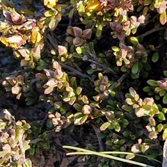 Pultenaea microphylla at Gundary, NSW - 13 Sep 2024