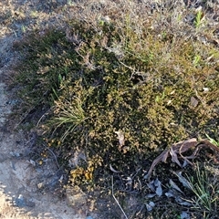 Pultenaea microphylla at Gundary, NSW - 13 Sep 2024