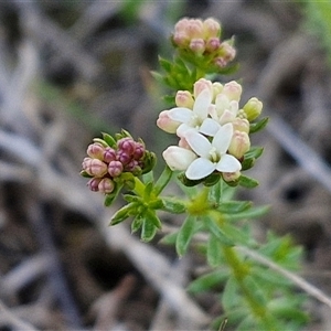 Asperula conferta at Gundary, NSW - 13 Sep 2024 04:14 PM