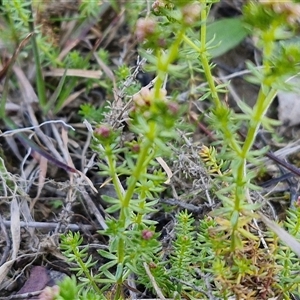 Asperula conferta at Gundary, NSW - 13 Sep 2024 04:14 PM