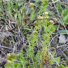 Asperula conferta at Gundary, NSW - 13 Sep 2024 04:14 PM