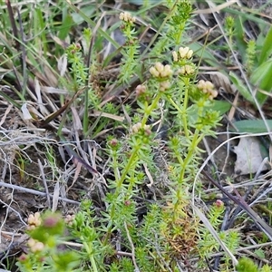 Asperula conferta at Gundary, NSW - 13 Sep 2024 04:14 PM