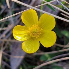 Ranunculus lappaceus (Australian Buttercup) at Gundary, NSW - 13 Sep 2024 by trevorpreston