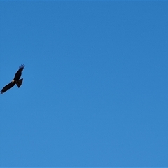 Milvus migrans (Black Kite) at Fitzroy Crossing, WA - 13 Sep 2024 by Mike