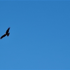 Milvus migrans (Black Kite) at Fitzroy Crossing, WA - 12 Sep 2024 by Mike