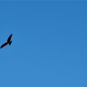 Milvus migrans at Fitzroy Crossing, WA - 13 Sep 2024 08:34 AM