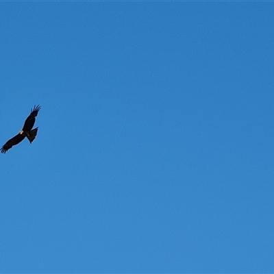 Milvus migrans (Black Kite) at Fitzroy Crossing, WA - 12 Sep 2024 by Mike