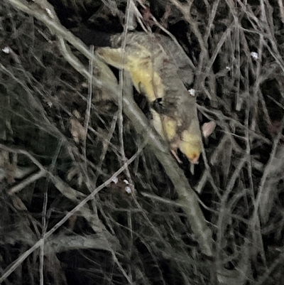 Trichosurus vulpecula (Common Brushtail Possum) at Latham, ACT - 13 Sep 2024 by JimL