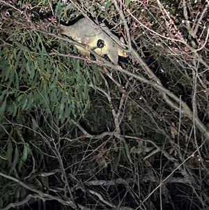 Trichosurus vulpecula at Latham, ACT - 13 Sep 2024