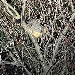 Trichosurus vulpecula at Latham, ACT - 13 Sep 2024 07:01 PM