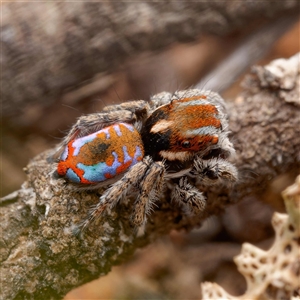 Maratus calcitrans at Forde, ACT - suppressed