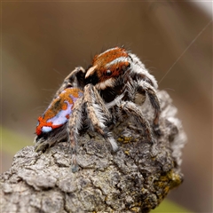 Maratus calcitrans at Forde, ACT - suppressed