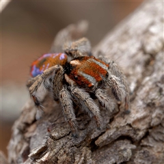 Maratus calcitrans at Forde, ACT - suppressed