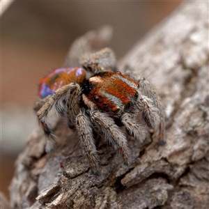 Maratus calcitrans at Forde, ACT - suppressed