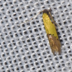 Opogona (genus) at Sheldon, QLD - suppressed
