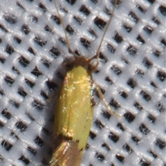 Opogona (genus) at Sheldon, QLD - suppressed