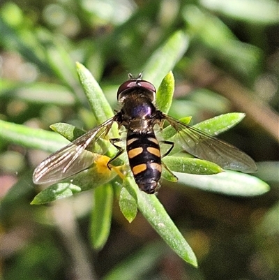 Melangyna viridiceps (Hover fly) at Fyshwick, ACT - 13 Sep 2024 by MatthewFrawley