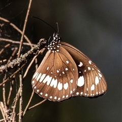 Euploea corinna at Bundaberg North, QLD - 25 Jun 2024 by Petesteamer