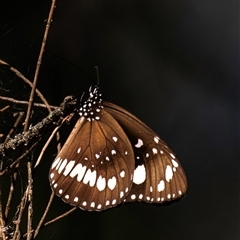 Euploea corinna at Bundaberg North, QLD - 25 Jun 2024 12:00 PM