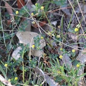 Trifolium dubium at Watson, ACT - 13 Sep 2024