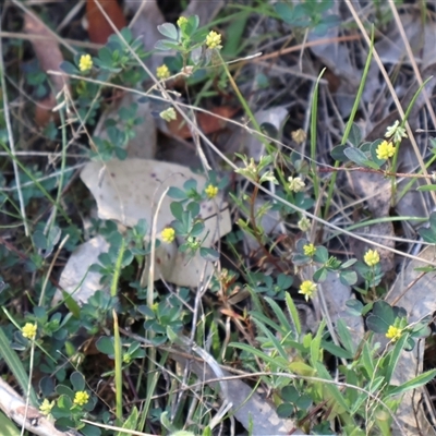 Trifolium dubium (Yellow Suckling Clover) at Watson, ACT - 13 Sep 2024 by Clarel