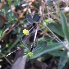 Trifolium dubium at Watson, ACT - 13 Sep 2024 04:12 PM