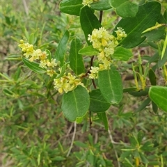 Unverified Other Wildflower or Herb at Tilley Swamp, SA - 13 Sep 2024 by HughCo