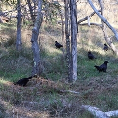 Corcorax melanorhamphos at Watson, ACT - 13 Sep 2024 04:14 PM