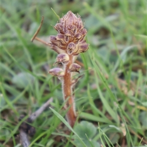 Orobanche minor at Watson, ACT - 13 Sep 2024