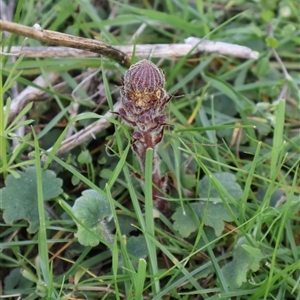 Orobanche minor at Watson, ACT - 13 Sep 2024 04:14 PM