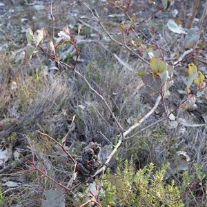 Perga sp. (genus) at Kenny, ACT - 13 Sep 2024