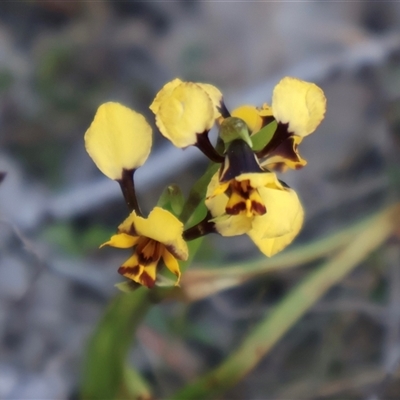 Diuris pardina (Leopard Doubletail) at Kenny, ACT - 13 Sep 2024 by Clarel