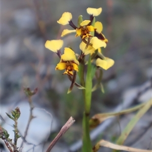 Diuris pardina at Kenny, ACT - suppressed