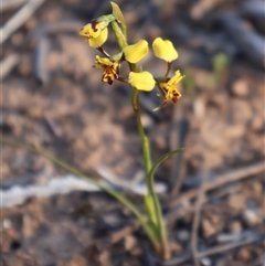 Diuris pardina at Kenny, ACT - suppressed