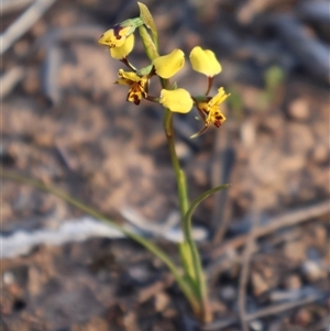 Diuris pardina at Kenny, ACT - suppressed