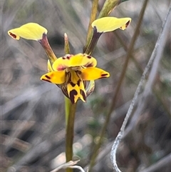 Diuris pardina at Kenny, ACT - 13 Sep 2024