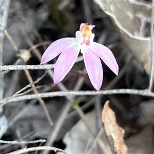 Caladenia fuscata at Kenny, ACT - 13 Sep 2024