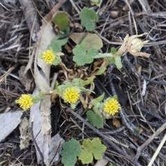 Hydrocotyle laxiflora (Stinking Pennywort) at Kenny, ACT - 13 Sep 2024 by Clarel