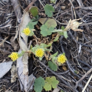 Hydrocotyle laxiflora at Kenny, ACT - 13 Sep 2024