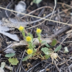 Hydrocotyle laxiflora at Kenny, ACT - 13 Sep 2024 04:56 PM