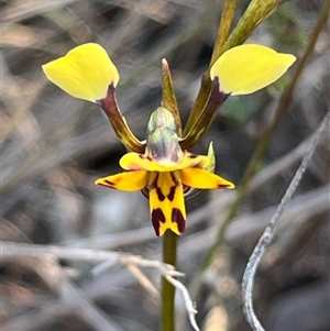 Diuris pardina at Kenny, ACT - suppressed