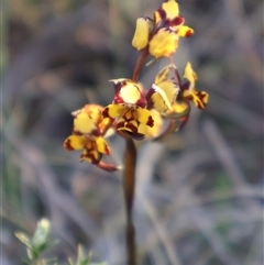 Diuris pardina at Kenny, ACT - suppressed